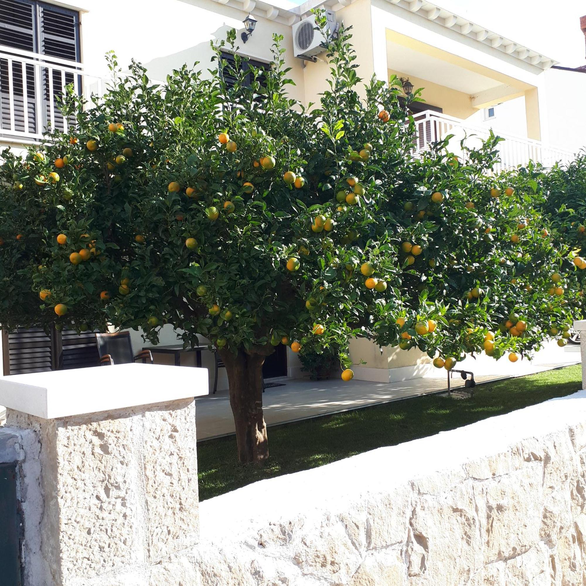Antares Apartments Cavtat Eksteriør billede